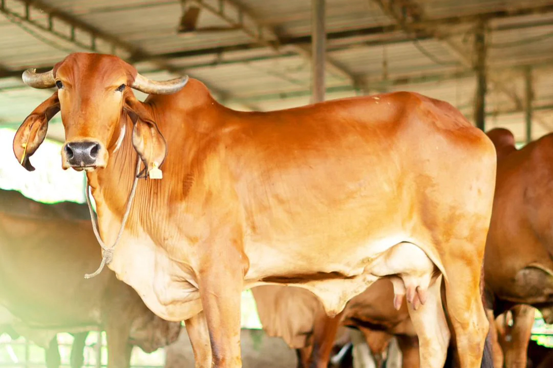 Visitors learning about Gau Seva