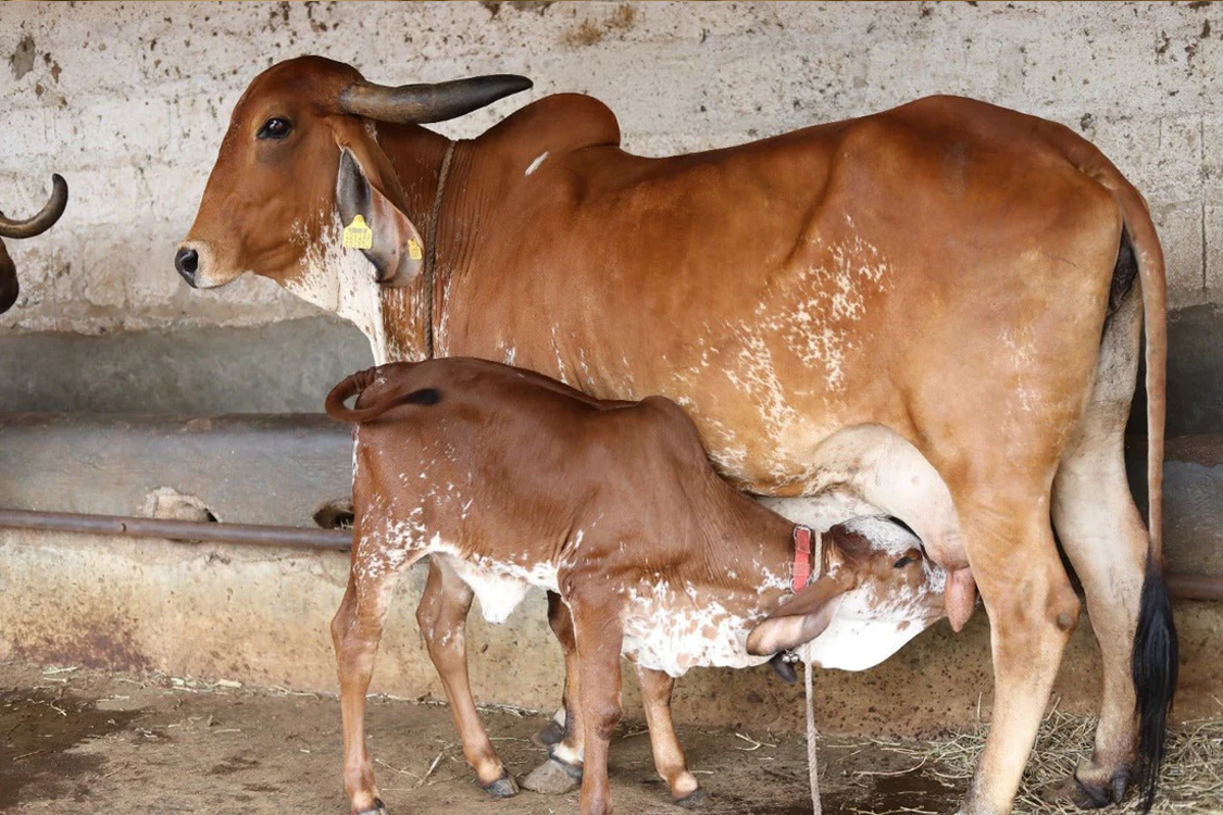 A cow with her calf, the kind of moment we share online