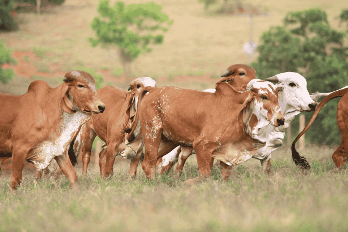 Herd grazing quietly in the open pasture