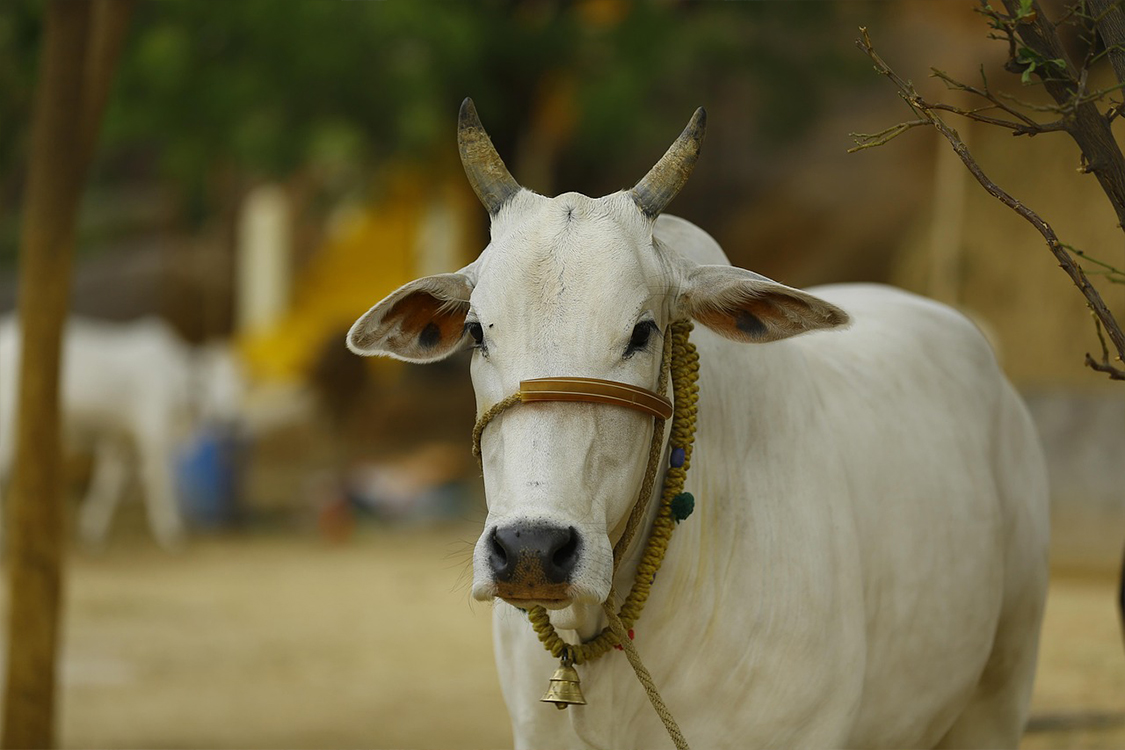 A cow cared for at Sri Golok Dham